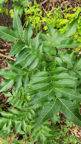 Clausena brevistyla (Clausena) — photo