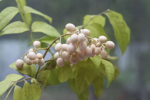 Clausena brevistyla (Clausena) — photo