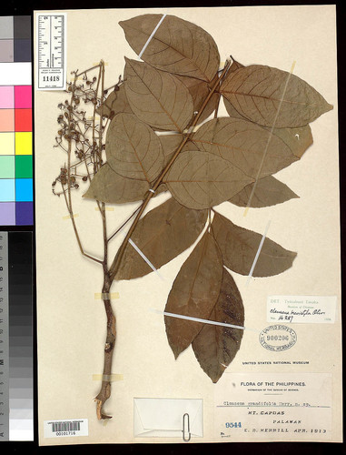 Clausena brevistyla