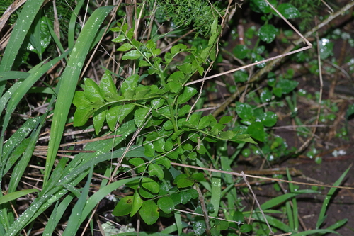 Clausena dentata