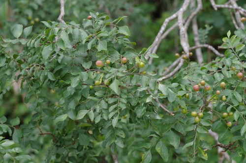 Clausena dentata (Wampee) — photo