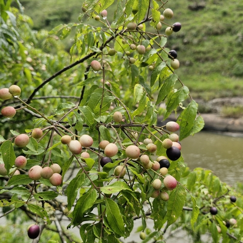 Clausena dunniana