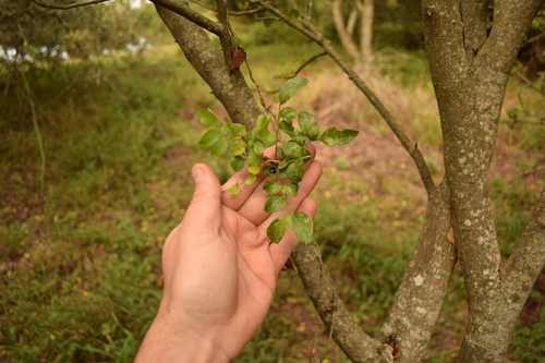 Clausena dunniana — photo