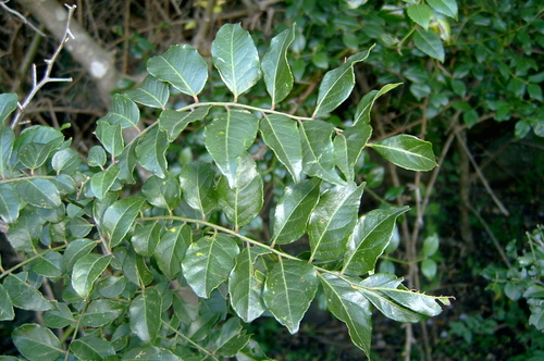 Clausena dunniana — photo