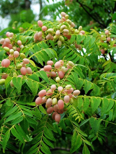 Clausena excavata (Pink limeberry) — photo
