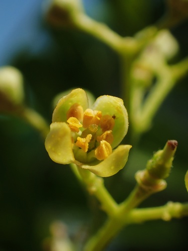 Clausena excavata (Pink limeberry) — photo