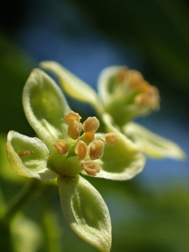 Clausena excavata
