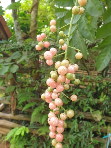 Clausena harmandiana (Sloek kontroup) — photo