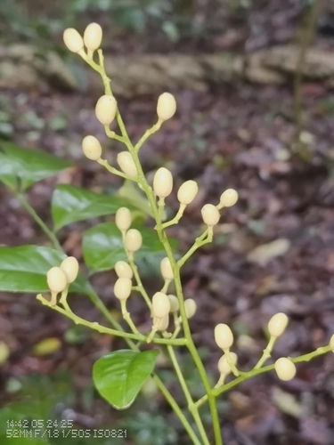 Clausena heptaphylla — photo