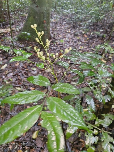 Clausena heptaphylla