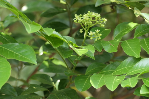 Clausena indica (Indian clausena) — photo