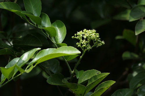 Clausena indica (Indian clausena) — photo