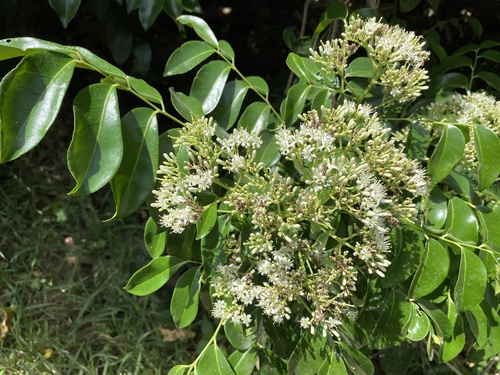 Clausena smyrelliana