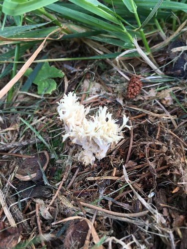 Clavaria coralloides