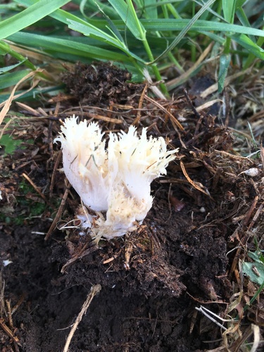 Clavaria coralloides (Changle) — photo