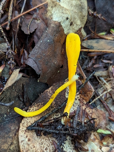 Clavaria inaequalis — photo