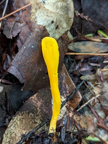 Clavaria inaequalis — photo