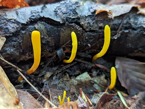 Clavaria inaequalis