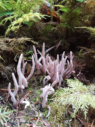 Clavaria purpurea (Purple fairy club) — photo