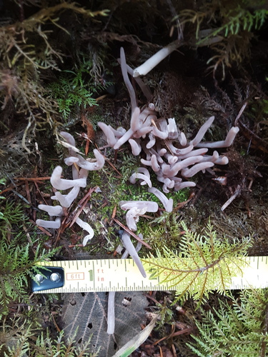 Clavaria purpurea (Purple fairy club) — photo