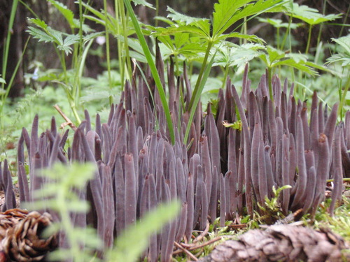 Clavaria purpurea