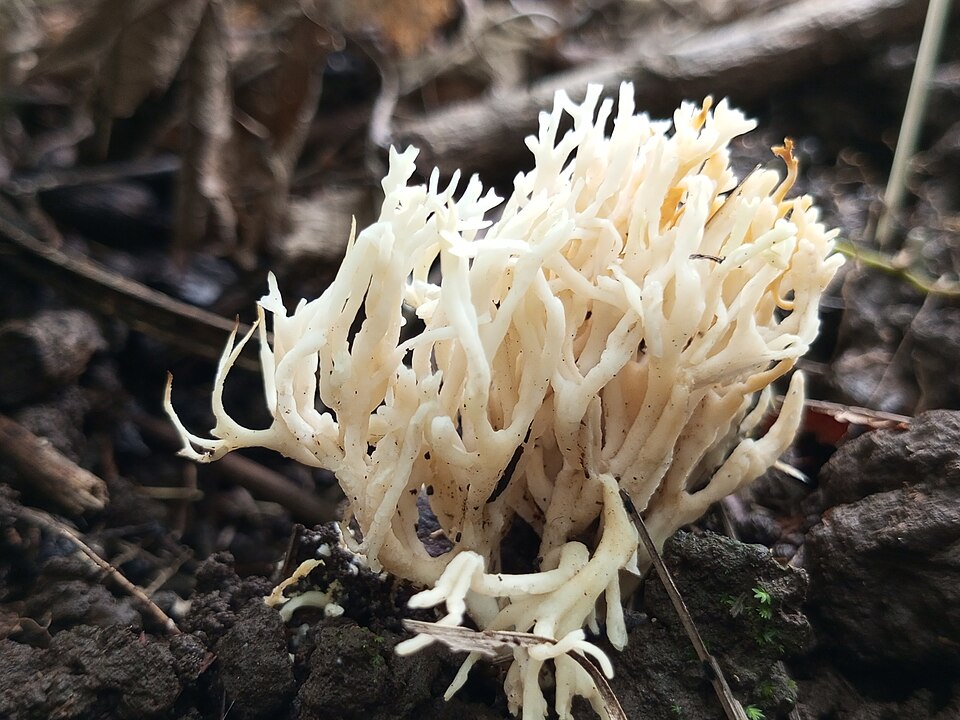 Clavaria sp. (Club-top mushroom) — photo