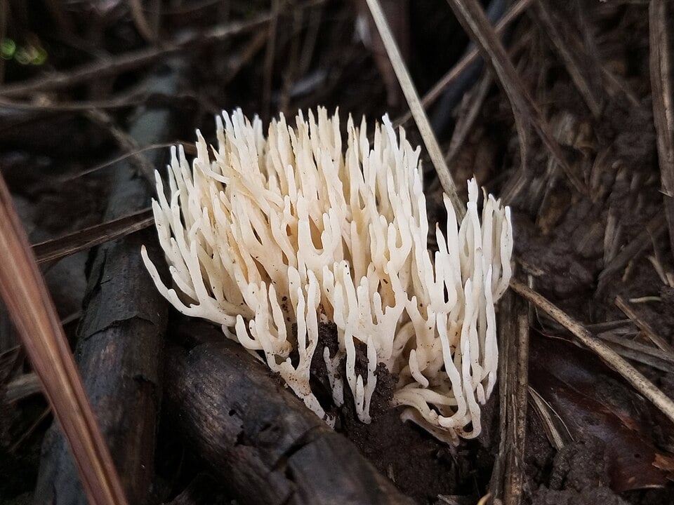 Clavaria sp.