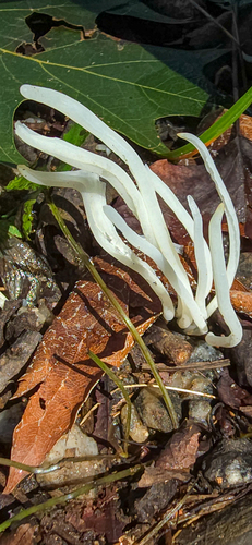 Clavaria vermicularis (White tufted) — photo