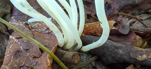 Clavaria vermicularis (White tufted) — photo