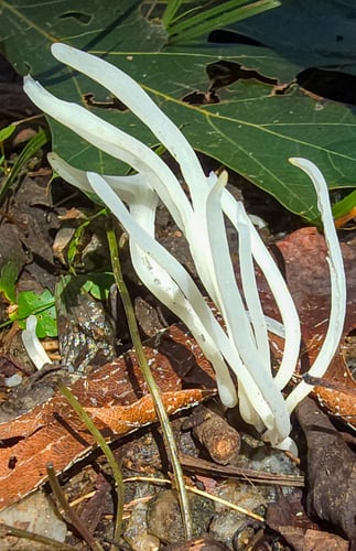Clavaria vermicularis