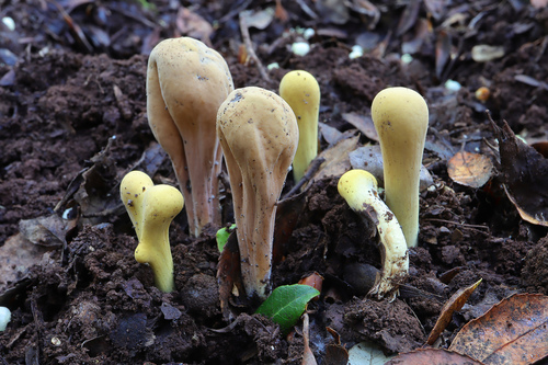 Clavariadelphus pistillaris (Fairy Ring) — photo