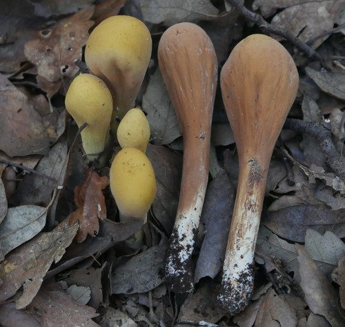 Clavariadelphaceae