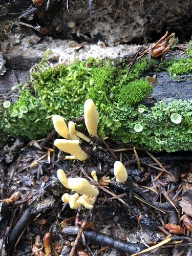 Clavariadelphus sachalinensis — photo