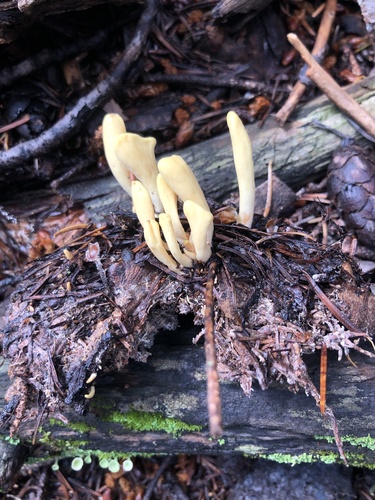 Clavariadelphus sachalinensis — photo