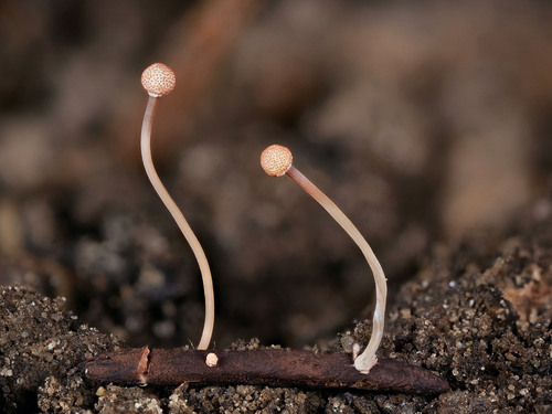 Claviceps purpurea (Ergot) — photo