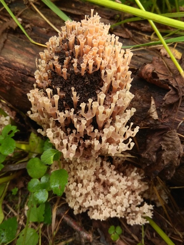 Clavicorona pyxidata (Coral crown) — photo