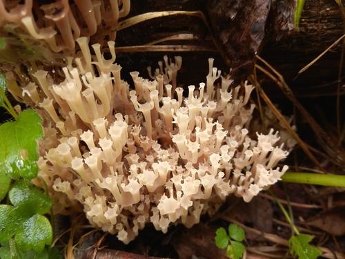Clavicorona pyxidata (Coral crown) — photo