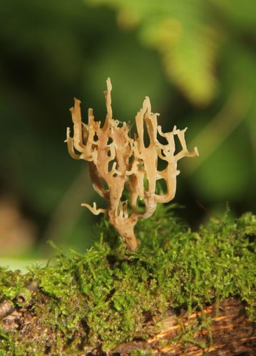 Auriscalpiaceae