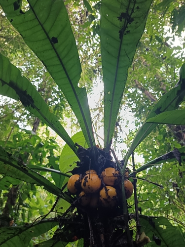 Clavija costaricana (Musola) — photo