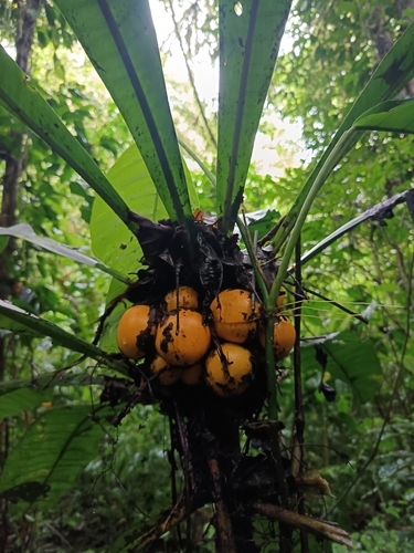 Clavija costaricana (Musola) — photo