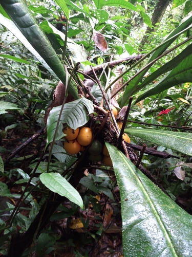 Clavija costaricana