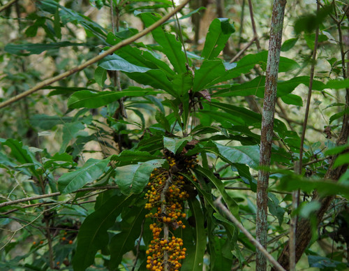 Clavija eggersiana