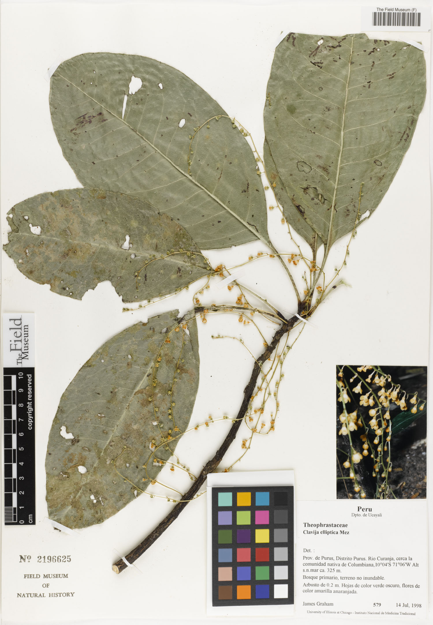 Clavija elliptica — photo