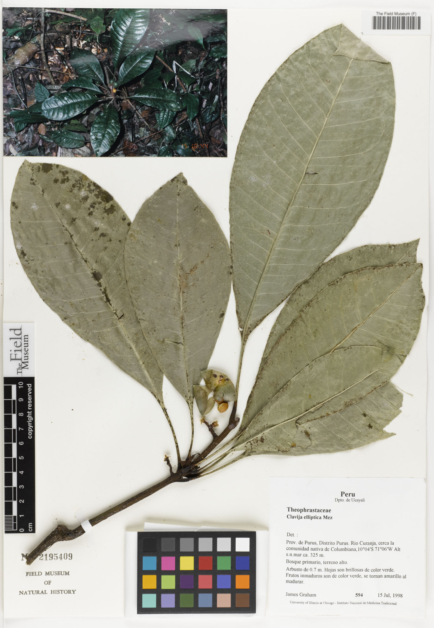 Clavija elliptica