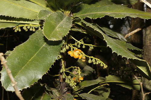 Clavija euerganea (Naranjilla del campo) — photo