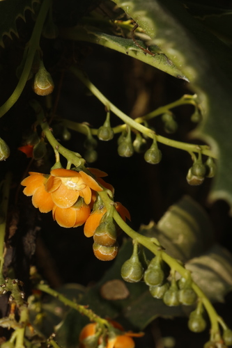 Clavija euerganea