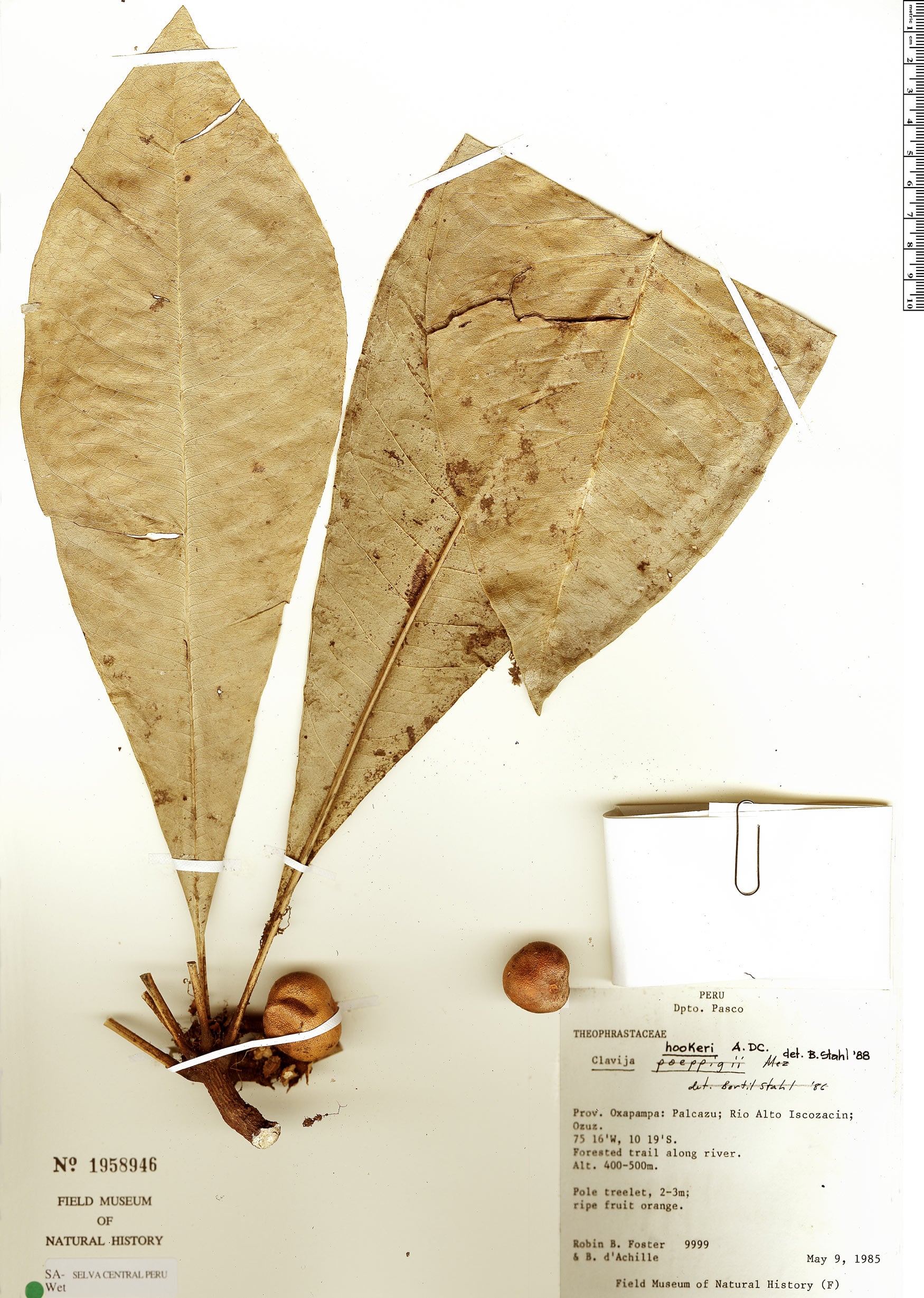 Clavija hookeri