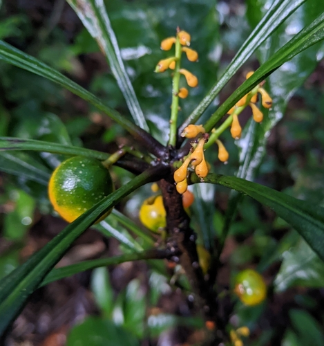 Clavija lancifolia — photo