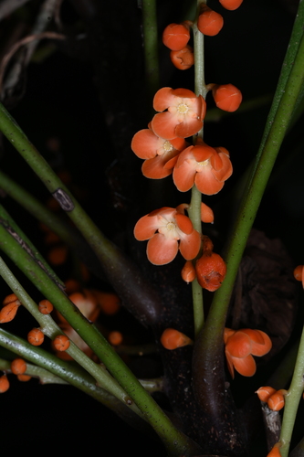 Clavija lancifolia
