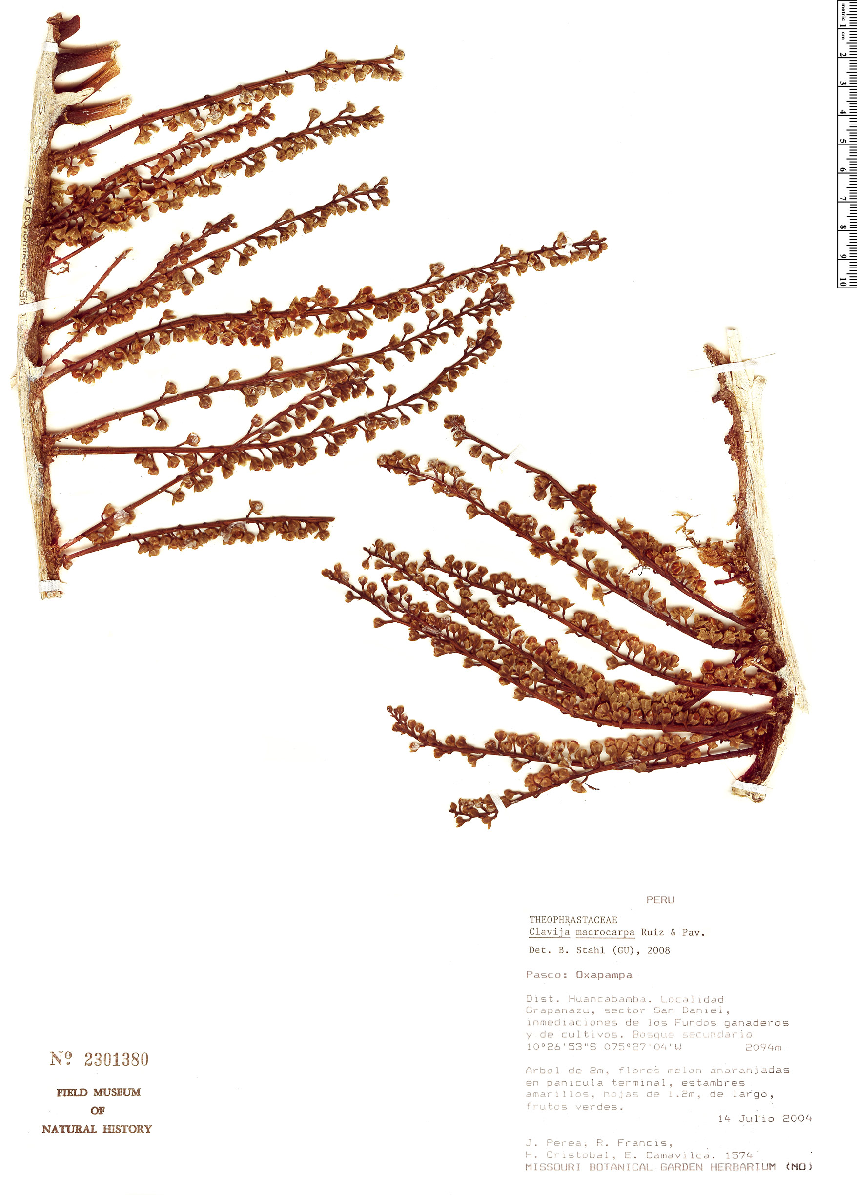 Clavija macrocarpa (Bigfruit clavija) — photo